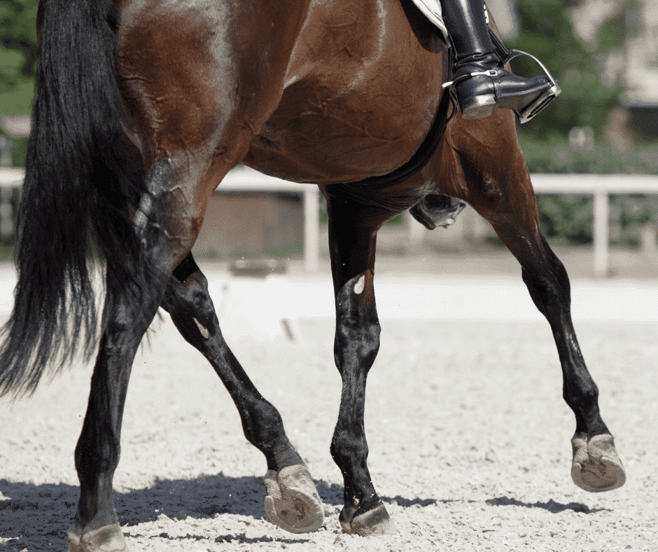 Dr Fred Benker, Equine Medical Centre Ocala