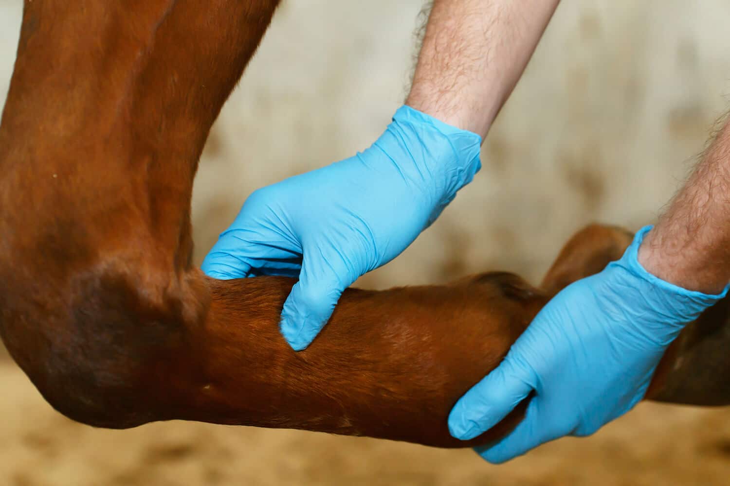 Does My Horse Have Joint Pain?